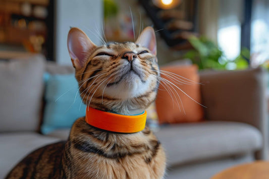 Par quoi remplacer une collerette pour chat ?