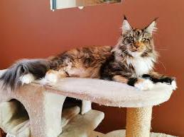 Arbre a Chat Maine Coon