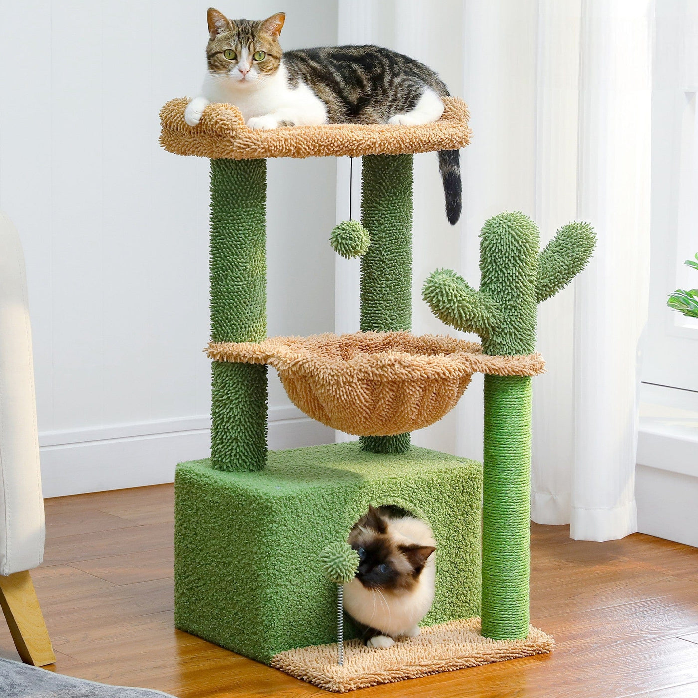 l-arbre-a-chat.com Cactus Arbre a Chat